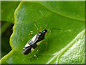 Dryophilocoris flavoquadrimaculata
