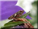 Aphrophora alni, Cicadelle de l'aulne
