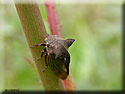 Membracide : Demi-Diable, Centrotus cornutus