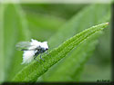 Phyllaphis fagi, Puceron lanigère du hêtre