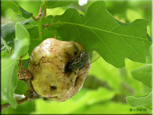 Une mouche inspecte la galle en forme de pomme qui abrite les larves du Cynips Biorhiza pallida Galle pomme du Cynips Biorhiza pallida