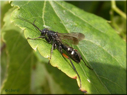 Pompile à pattes rouges, Episyron rufipes
