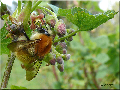 Bourdon des champs, Bombus pascuorum