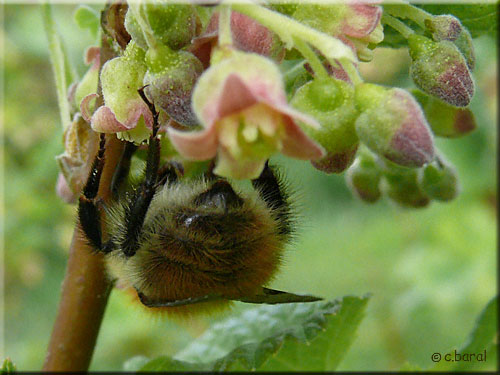 Bombus pascuorum, Bourdon des champs