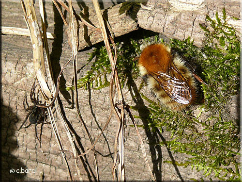 Bombus pascuorum, Bourdon des champs