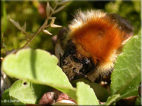 Thorax roux du Bourdon des champs, Bombus pascuorum