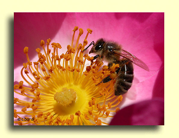 Apis mellifera, Abeille mellifère