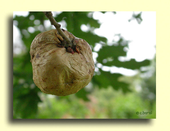 Biorhiza pallida, Galle "Pomme de Chêne"