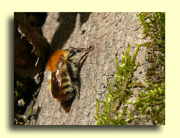 Bombus pascuorum, Bourdon des champs