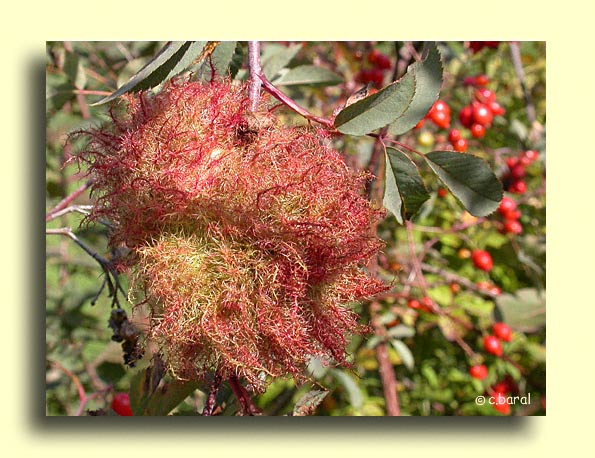 Bédégar provoqué par Diplolepis rosae, le Cynips de l'Églantier