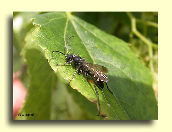 Episyron rufipes, Pompile à pattes rouges