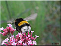 Bourdon terrestre, Bombus terrestris