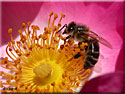 Abeille mellifère, Apis mellifera