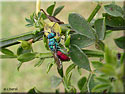 Chryside, Chrysis ignita