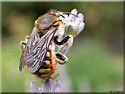 Anthidium manicatum