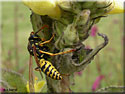 Guêpe Poliste, Polistes dominulus