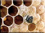 Abeille, émergence