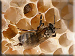 abeille