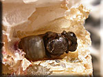 Nymphe d'Apis mellifera