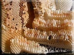 Couvain d'abeilles
