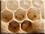 Couvain d'abeilles