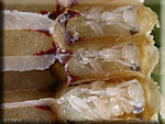 Nymphes d'abeilles