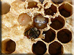Larves d'abeilles