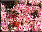 Abeilles