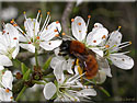 Andrène fauve, Andrena fulva