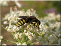 Ectemnius sp