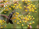 Tiphia femorata