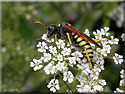 Cephaledo meridiana