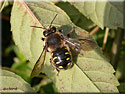 Anthidium septemspinosum
