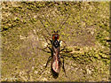 Atanycolus sp