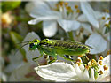 Rhogogaster, Tenthrède verte
