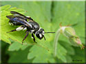 Andrena agilissima, Andrène très agile