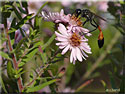 Ammophila sabulosa, Ammophile des sables