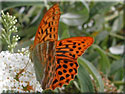 Argynnis paphia, le Tabac d´Espagne