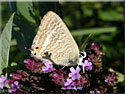 Lampides boeticus
