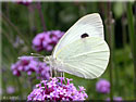 Pieris brassicae, Piéride du chou