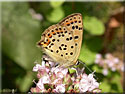 Lycaena tityrus, le Cuivré fuligineux