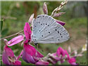 Celastrina argiolus