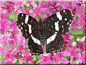 Araschnia levana