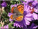 Lycaena phlaeas, le  Cuivré commun