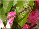 Agrion orange, Platycnemis acutipennis