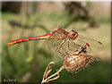 Sympétrum méridionalSympetrum  meridional