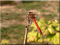 Sympétrum strié, Sympetrum striolatum