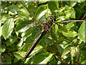 Cordulie bronzée, Cordulia aenea