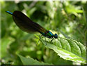 Caloptryx vierge, Calopteryx virgo