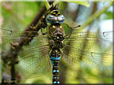 Aeshna mixta, Aeshne mixte